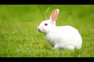 Cute Rabbit Baby