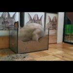 A Funny and Cute Baby bunny Rabbit Video