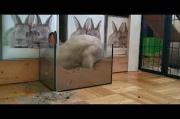 A Funny and Cute Baby bunny Rabbit Video