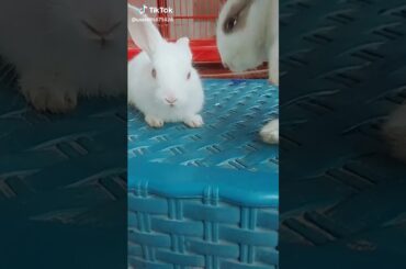 Cute rabbit tiktok video  💓🐰🐰🐇🐇