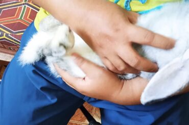 Cute Baby rabbit loves caressing