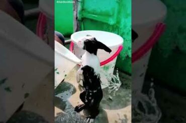 Cute 😍❤️ rabbit