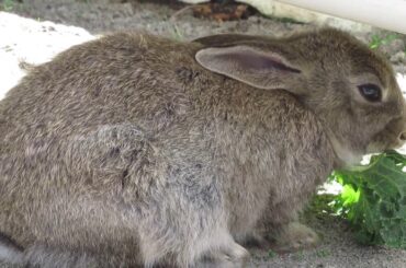 Cute Brown Baby Bunny Rabbit With Veggies