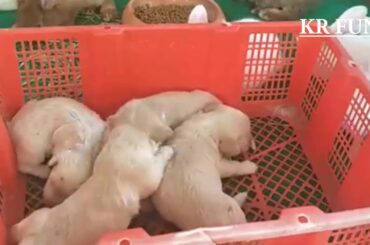 cute rabbit and punny cute cute