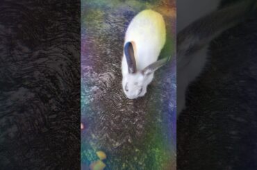 CUTE BUNNY EATS APPLE