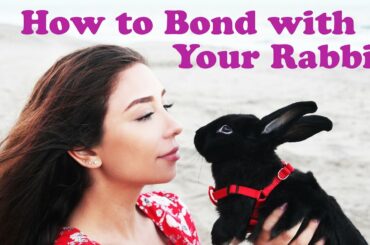 How to Bond with Your Rabbit