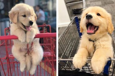 Cute baby animals Videos Compilation cutest moment of the animals 2020 - Soo Cute! #