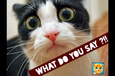 Funny & Cute Dogs🐶 and Cats😽 Compilation😍 | Awesome Funny Bunny ❤️ Pet Animals Videos🥰