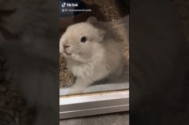 Super cute bunny