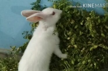 My cute rabbit 🐇🐰