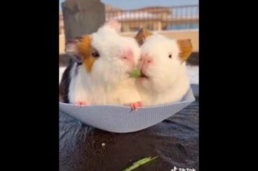 Very cute #rabbit #ख़रगोश का जोड़ा 10ffef0