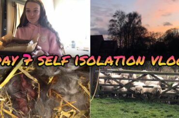 DAY 7 SELF ISOLATION VLOG | BABY BUNNIES BORN | BAKING FLAPJACKS | JESS MCKENZIE