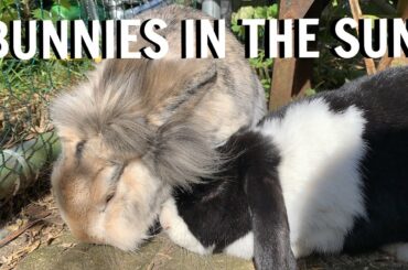 BUNNIES IN THE SUN - SO CUTE! | Furry Friends