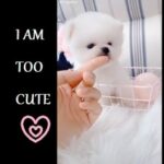 Baby Animals - Cute and Funny Baby Animal Videos Compilation - 3 #cute #TikTok #puppy