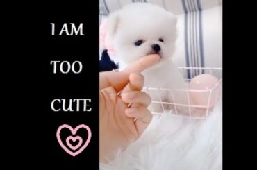 Baby Animals - Cute and Funny Baby Animal Videos Compilation - 3 #cute #TikTok #puppy