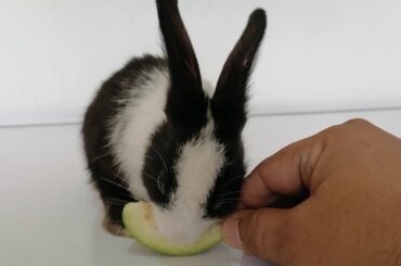 Baby Bunny VS Guava  TheBunnyVlogs