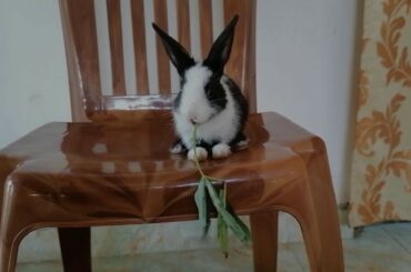 Baby Bunny VS Sweet Potato Leaves