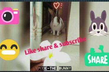 Cute bunny in the garden @Pixie-The Bunmy🐰