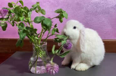 Rabbit eating juicy flowers ASMR | Cute animals | Funny Bunny