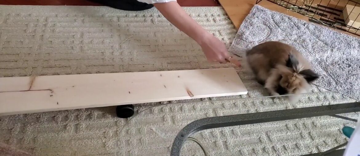 Rabbit Tricks Gizmo The Baby Lionhead Rabbit- 1st attempt on mini seesaw Rabbit Tricks Gizmo The Baby Lionhead Rabbit- 1st attempt on mini seesaw