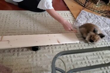 Rabbit Tricks Gizmo The Baby Lionhead Rabbit-  1st attempt on mini seesaw