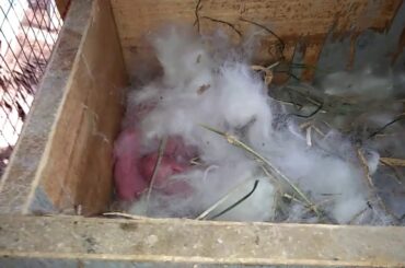 First Week of Baby Rabbit of Doe No. 1