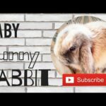 Baby Lop Eared Rabbit