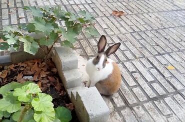 My cute Rabbit playing and eating everything ;-)))))
