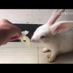 Cute bunny video