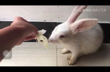 Cute bunny video