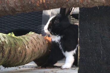 BUNNY EATING A TREE - AN 8 MINUTE RELAXING VIDEO