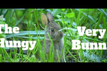 The Very Hungry Bunny | EXTREMELY CUTE!