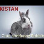 Rabbits playing | In a Village Of Pakistan | Simple and Pure Life | Funny Baby Bunny | Goats Lambs