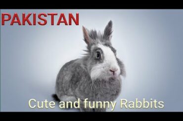 Rabbits playing | In a Village Of Pakistan | Simple and Pure Life | Funny Baby Bunny | Goats Lambs