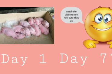 First Week Baby Rabbit of Doe No. 6