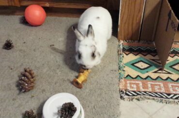 Bunny eating apple