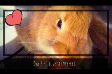 Mr. Rabikin - Day 3 - Cute Bunny eats strawberry