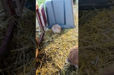 Baby Bunny Playing