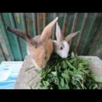 Rabbits eating grass tropical | bunny cute , #Weloverabbiit#