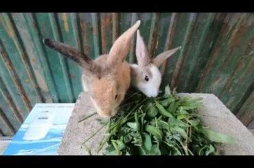 Rabbits eating grass tropical | bunny cute , #Weloverabbiit#
