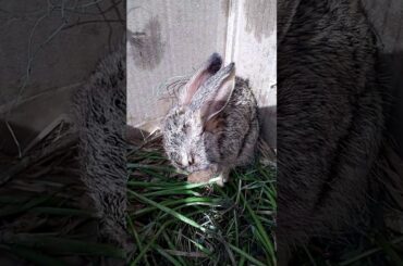 Cute rabbit clean her mouth