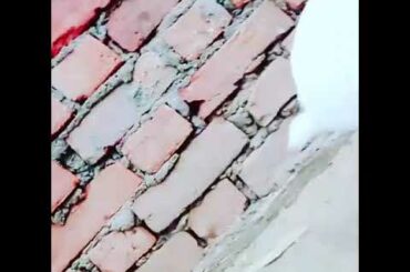 Cute Rabbit 🐰 Jhalak Dikhalaja New Song Download 2020