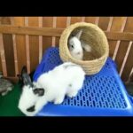 Pretty Bunny - Rabbit So cute ( ASMR Pest ) 05