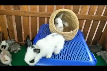 Pretty Bunny - Rabbit So cute ( ASMR Pest ) 05