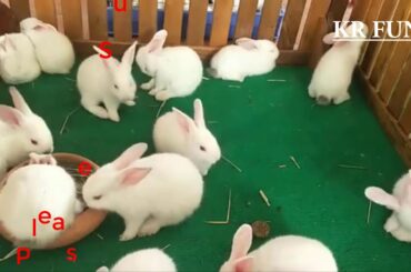 cute rabbit videos | cute rabbit farming