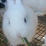 Cutest bunnies EVER | part 2