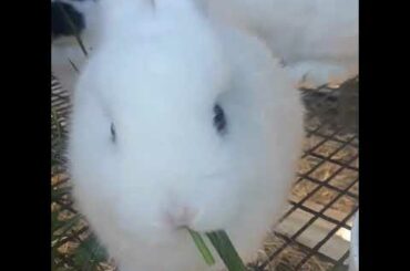 Cutest bunnies EVER | part 2