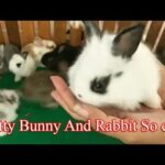 Pretty​ Bunny and Rabbit So cute ( ASMR Pest ) rabbit eating 02