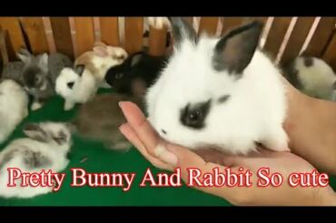 Pretty​ Bunny and Rabbit So cute ( ASMR Pest ) rabbit eating 02