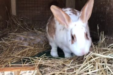 Update on baby rabbits - they opened their eyes!